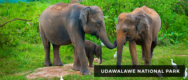 Udawalawe National Park