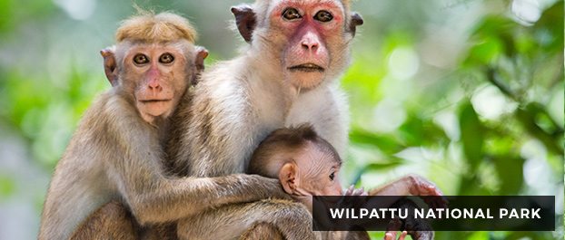 Wilpattu National Park